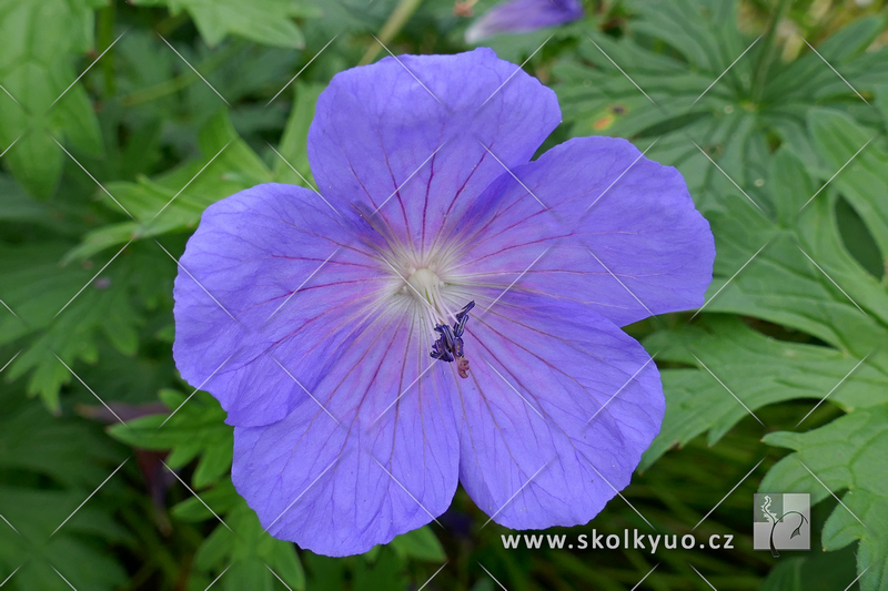 Geranium himalayense ´Baby Blue´