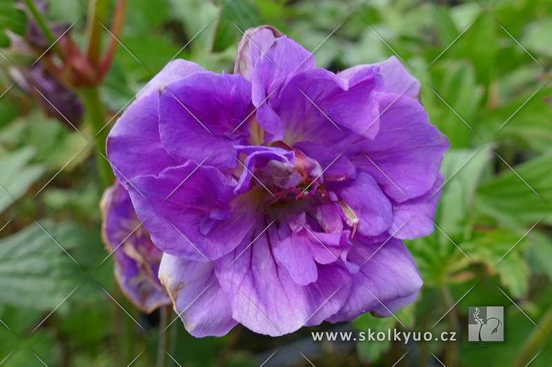 Geranium himalayense ´Plenum´