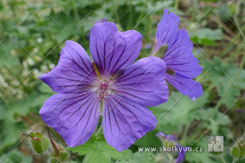 Geranium magnificum ‘Anemoniflorum’