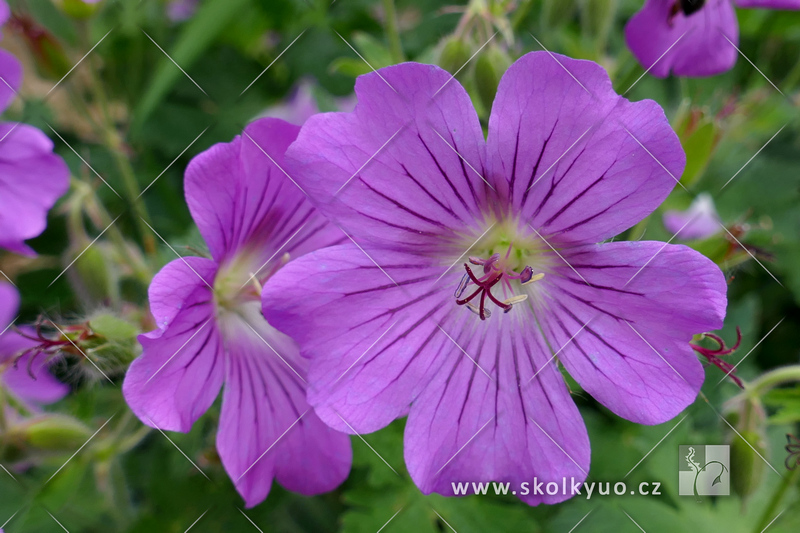 Geranium magnificum