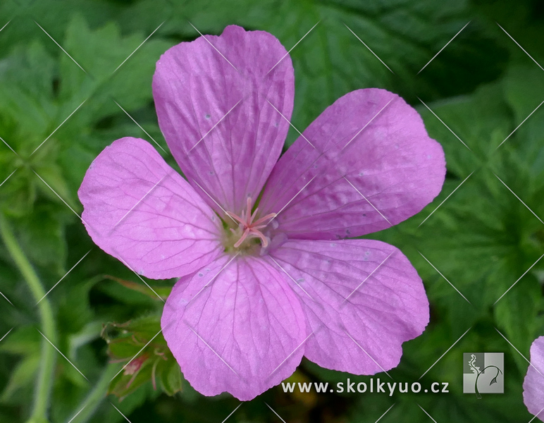 Geranium oxonianum ´A.T.Johnson´