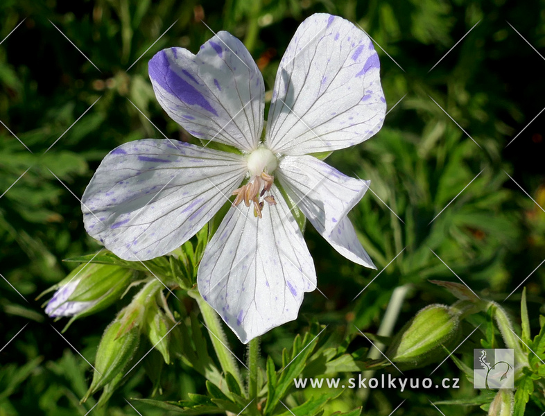 Geranium pratense ´Splish Splash´