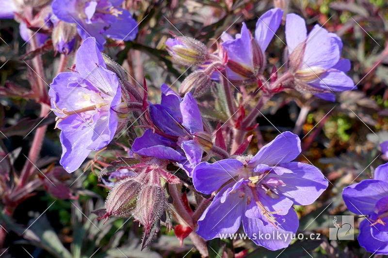 Geranium pratense ´Storm Cloud´