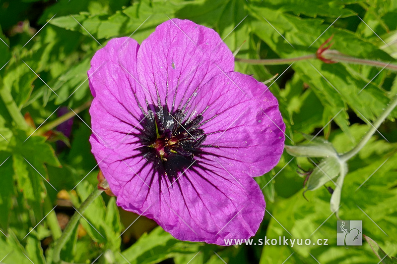 Geranium psilostemon