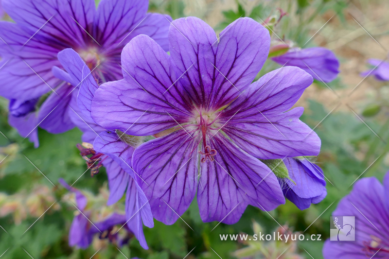 Geranium ´Sirak´