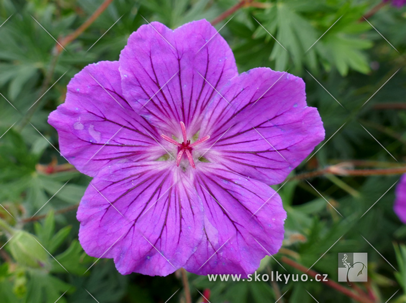 Geranium sanguineum ´Tiny Monster´