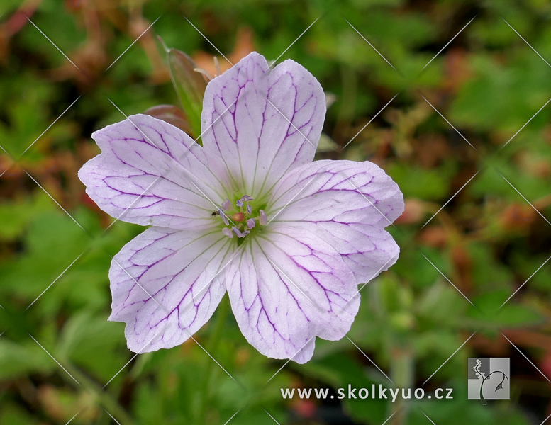 Geranium versicolor