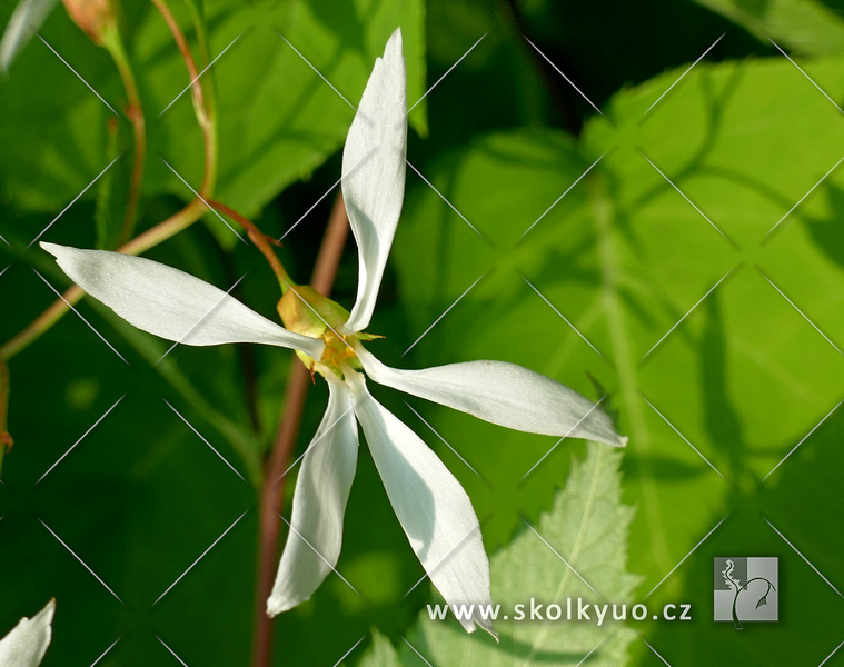 Gillenia trifoliata