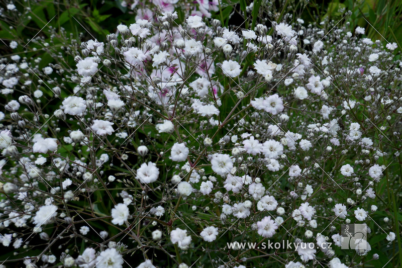 Gypsophila paniculata ´Bristol Fairy´