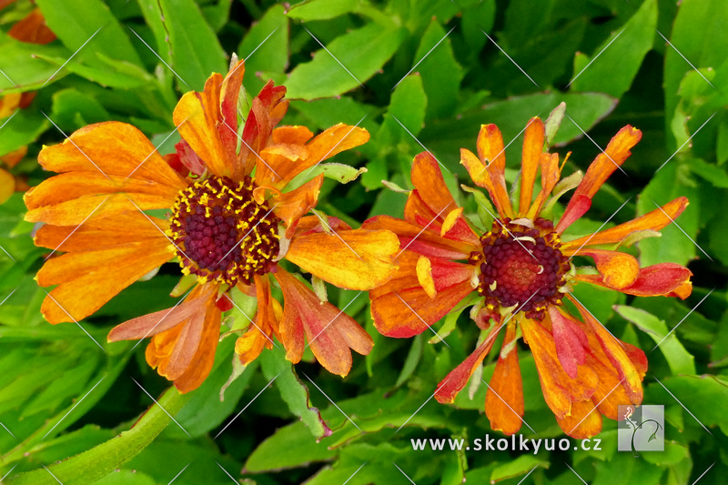 Helenium ´HayDay Orange´