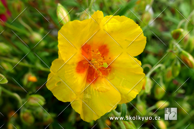 Helianthemum hybridum ´Ben Fhada´