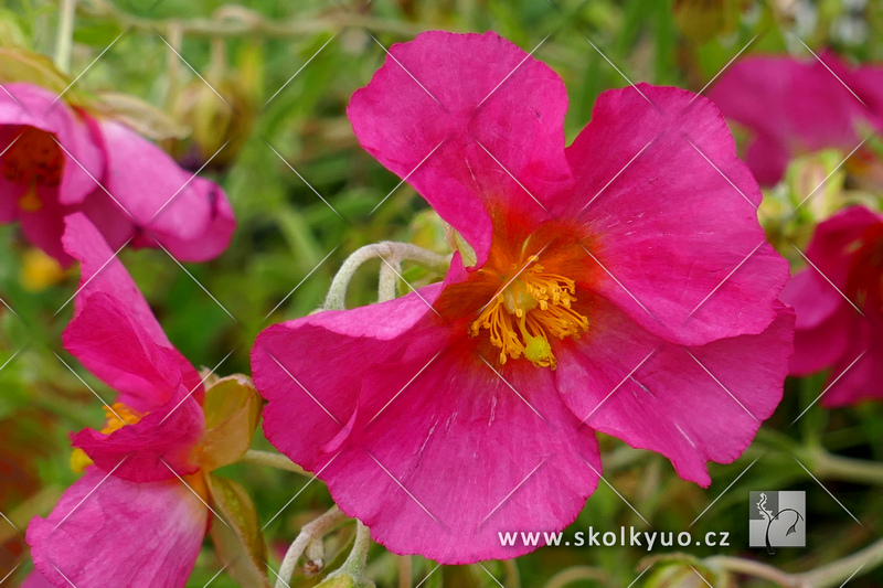 Helianthemum hybridum ´Ben Hope´