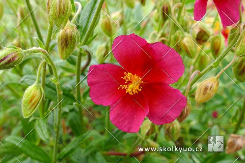 Helianthemum hybridum ´Ben Ledi´