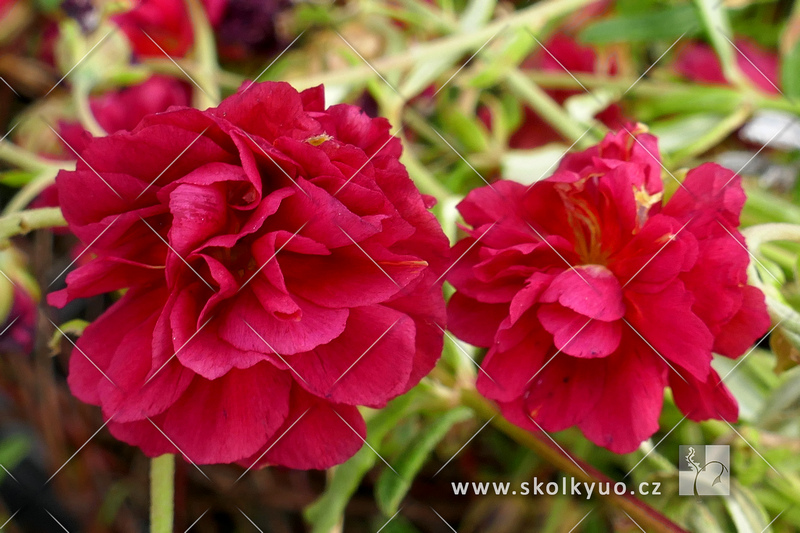 Helianthemum hybridum ´Cerise Queen´