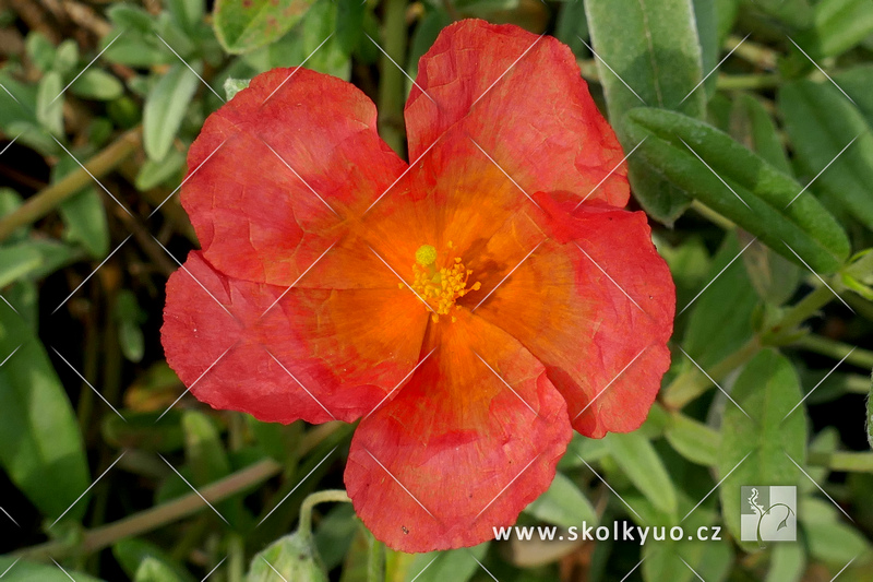 Helianthemum hybridum ´Fire Dragon´