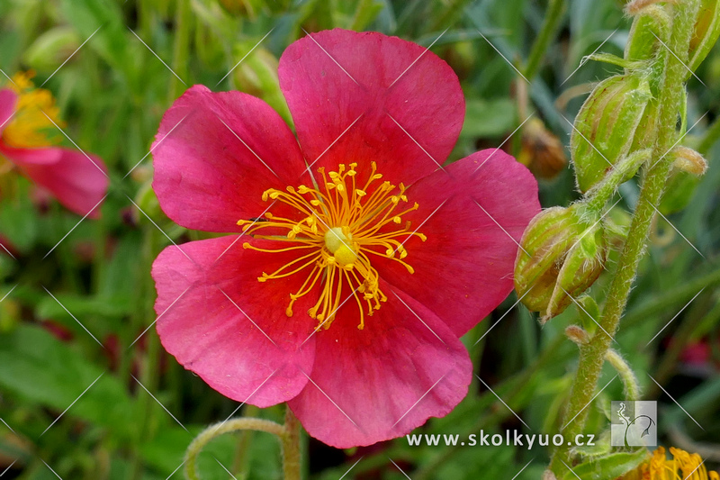 Helianthemum hybridum ´Mette´