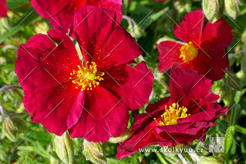 Helianthemum hybridum ´Supreme´