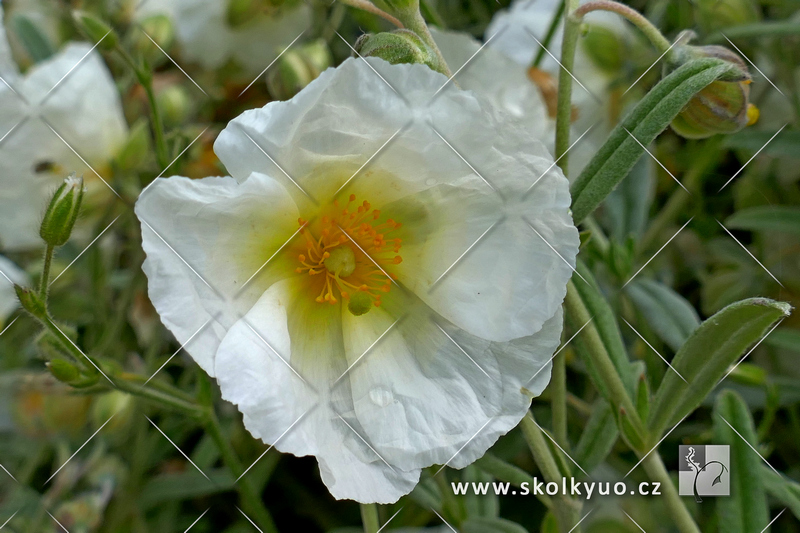 Helianthemum hybridum ´The Bride´