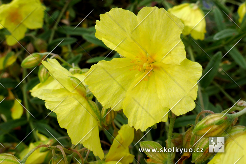 Helianthemum hybridum ´Wisley Primrose´