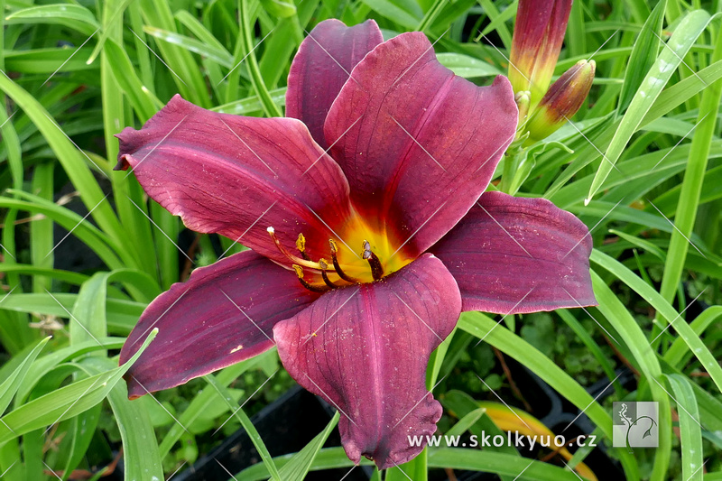 Hemerocallis ´American Revolution´