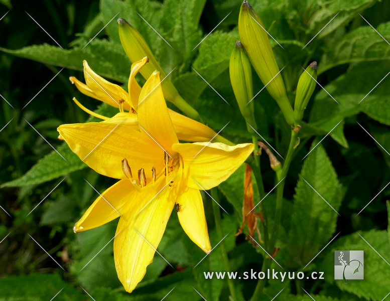 Hemerocallis flava (lilioasphodelus)