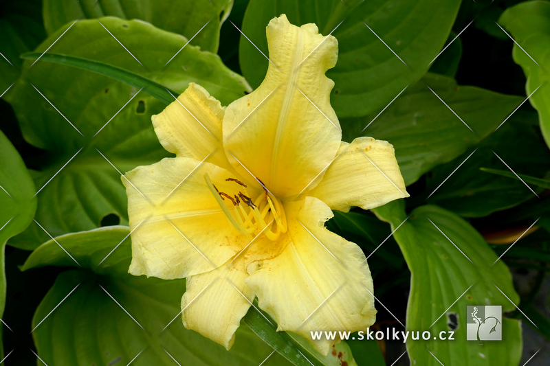 Hemerocallis hybrida ´Bitsy´