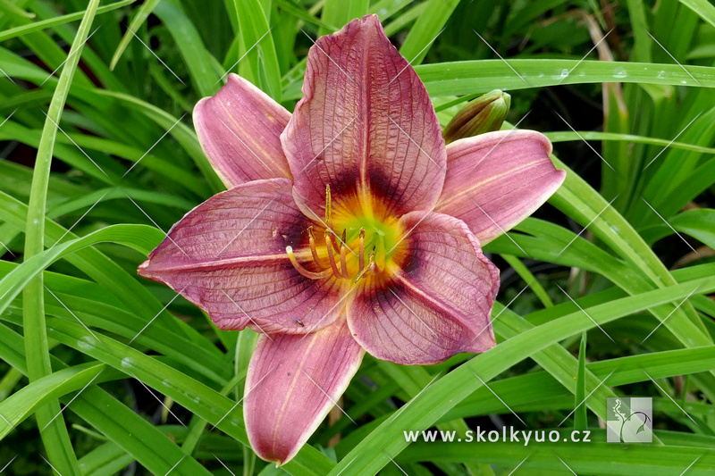 Hemerocallis ´Jockey Club´