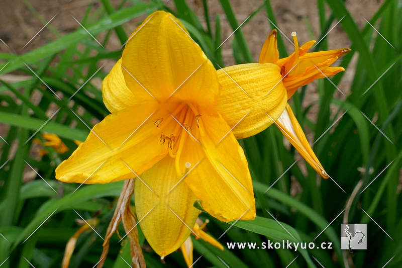 Hemerocallis middendorffii