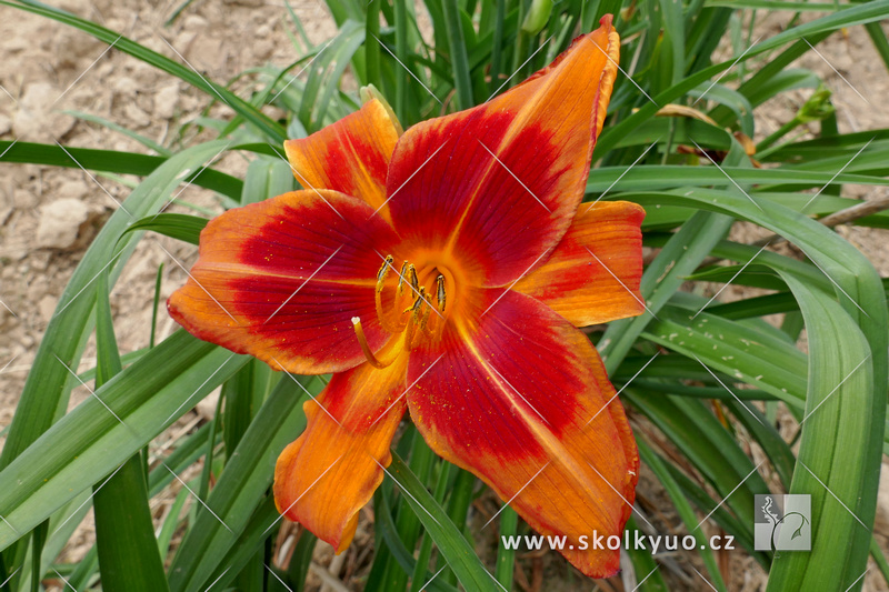 Hemerocallis ´Outrageous´