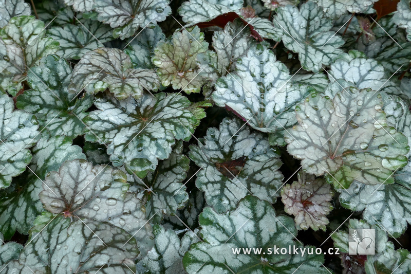 Heuchera ´Glitter´