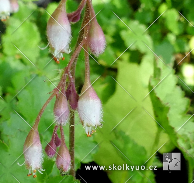 Heuchera pulchella