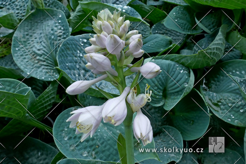 Hosta ´Big Daddy´