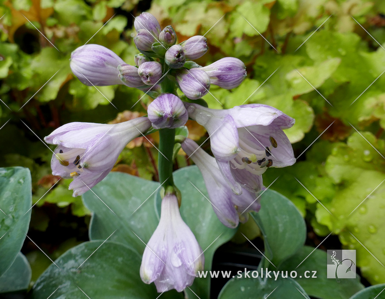 Hosta ´Blue Mouse Ears´