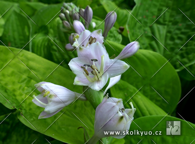 Hosta hybrida ´August Moon´