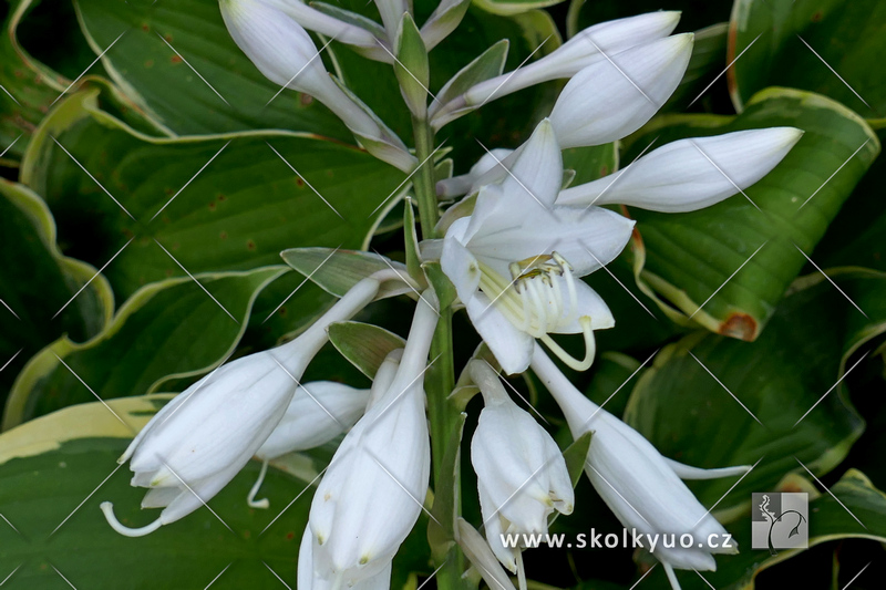 Hosta ´Yellow River´