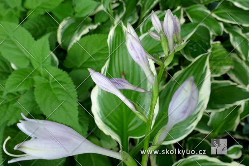 Hosta ´Moerheim´