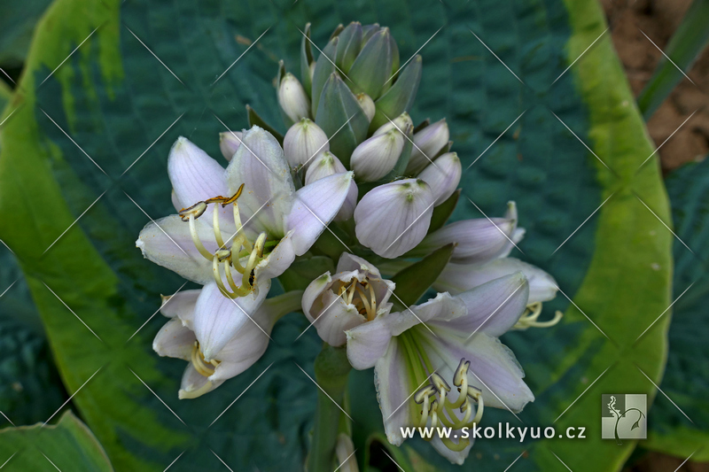 Hosta sieboldiana ´Frances Williams´