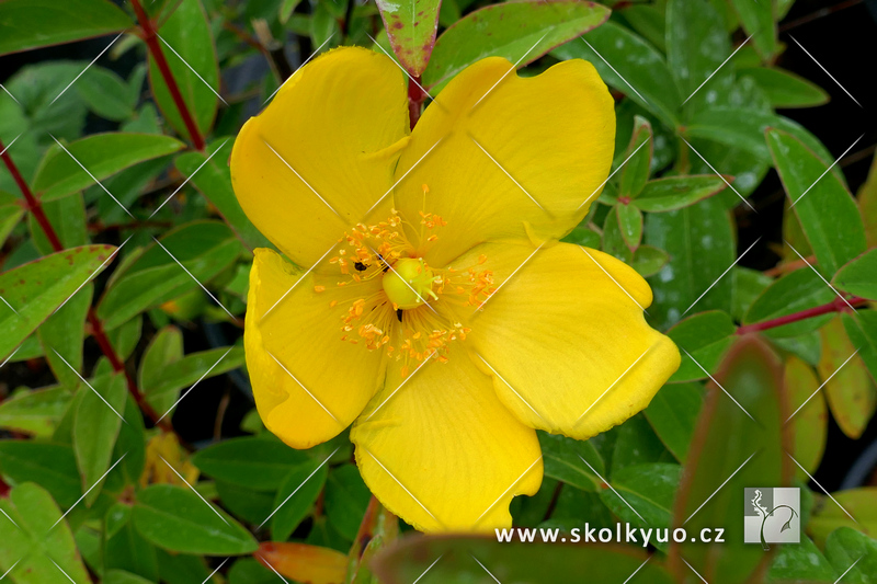 Hypericum calycinum