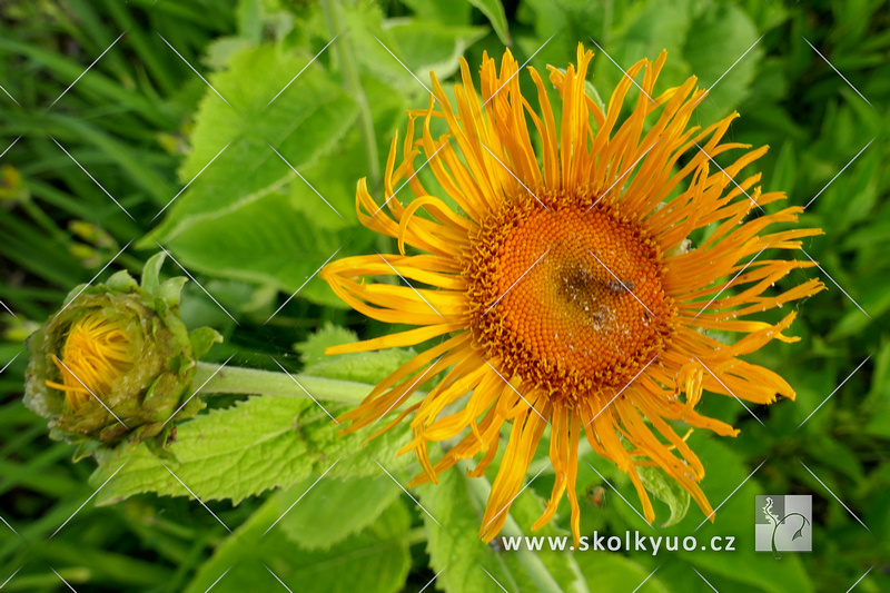 Inula magnifica