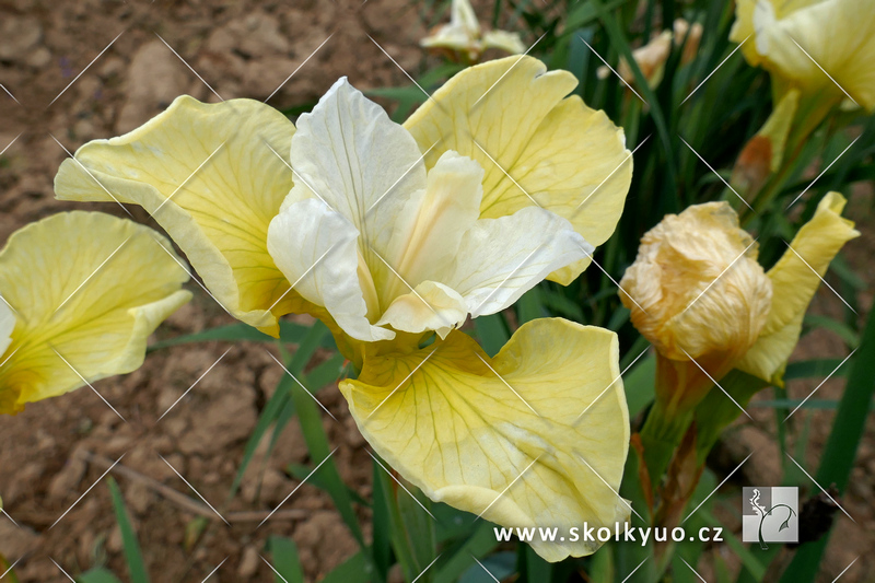 Iris sibirica ´Butter and Sugar´