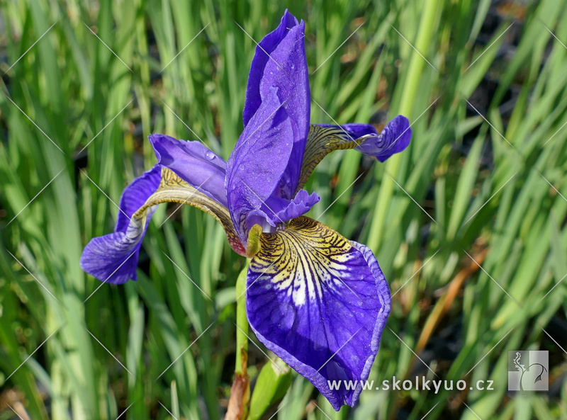 Iris sibirica ´Blue Moon´