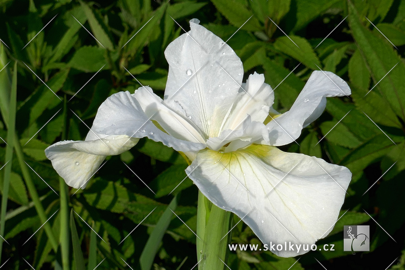 Iris sibirica ´Gull´s Wing´