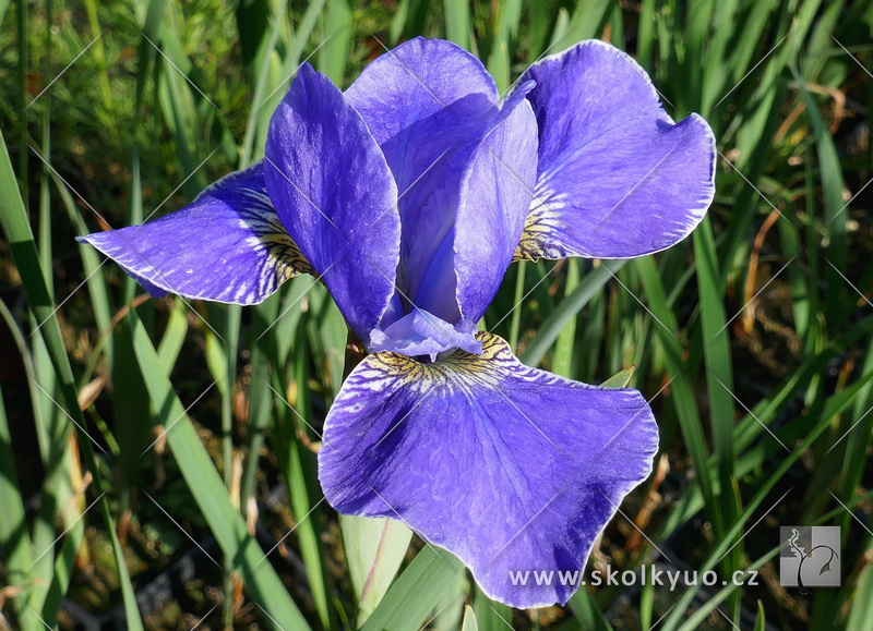Iris sibirica ´Silver Edge´