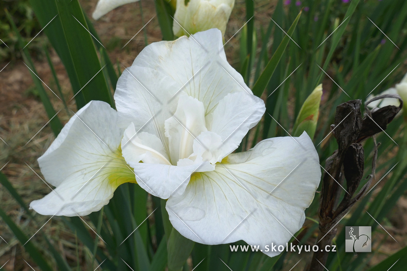 Iris sibirica ´Snow Queen´