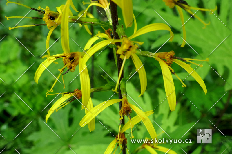 Ligularia przewalskii