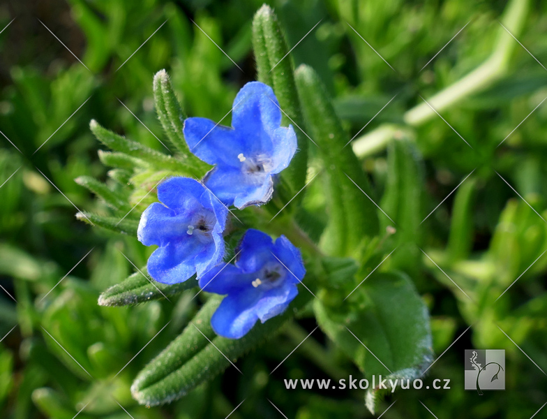 Lithodora diffusa ´Heavenly Blue´