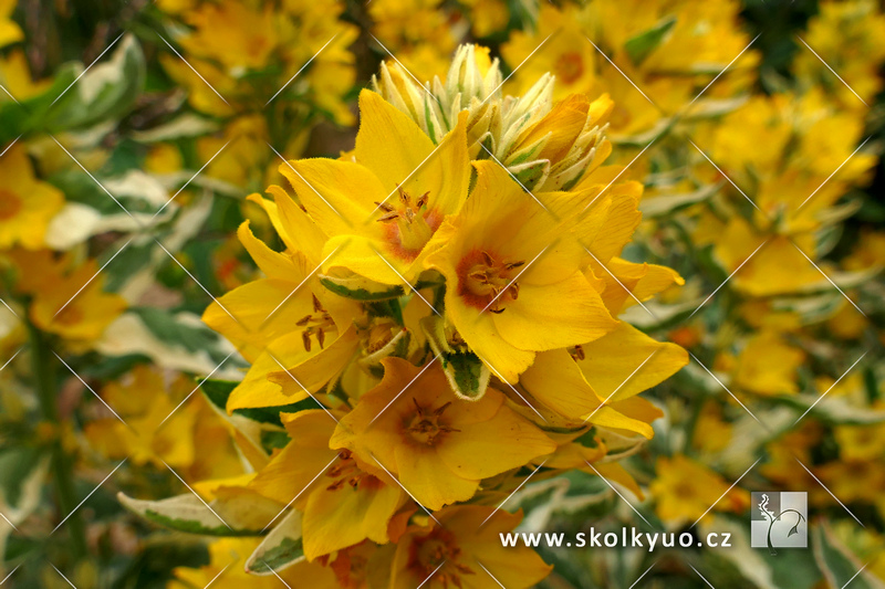 Lysimachia punctata ´Alexander´