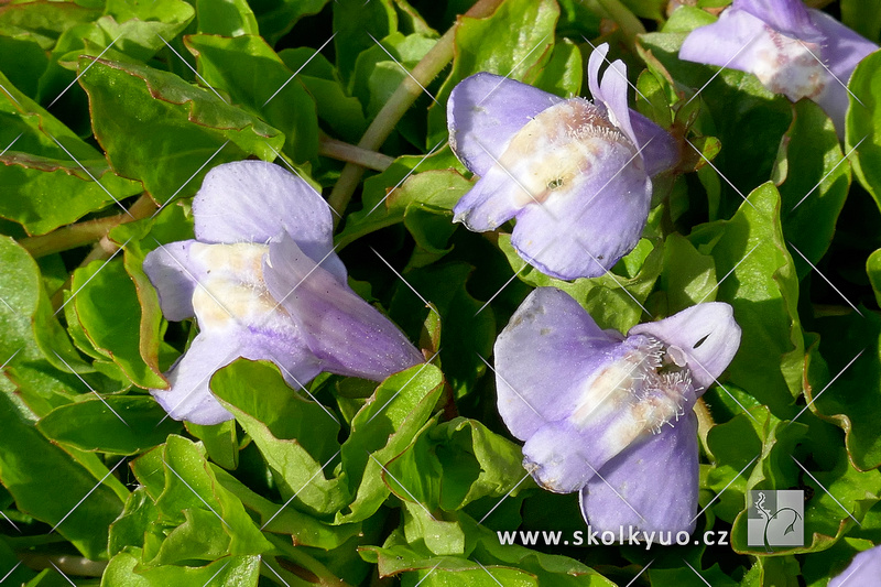 Mazus reptans