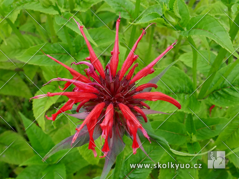 Monarda didyma ´Squaw´