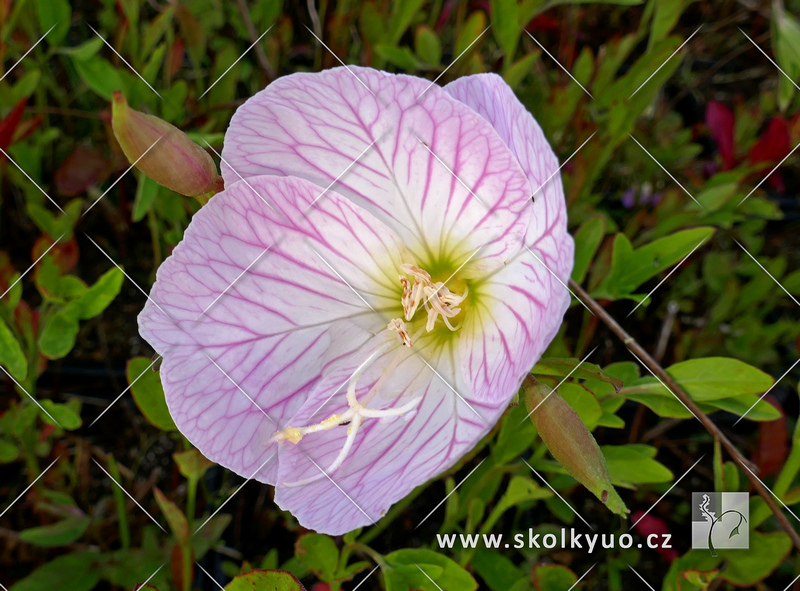 Oenothera speciosa